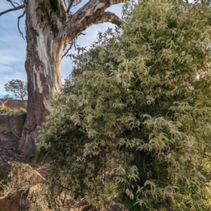 Clematis leptophylla at Tuggeranong, ACT - 11 Aug 2023