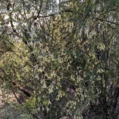 Clematis leptophylla at Tuggeranong, ACT - 11 Aug 2023