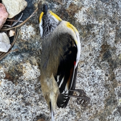 Pardalotus striatus (Striated Pardalote) at Murrumbateman, NSW - 11 Aug 2023 by SimoneC