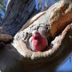 Eolophus roseicapilla (Galah) at Wellington Point, QLD - 10 Aug 2023 by TimL