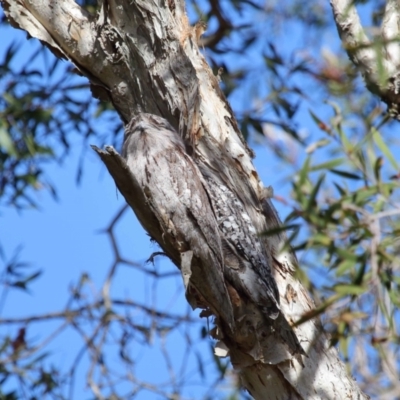 Podargus strigoides (Tawny Frogmouth) at Ormiston, QLD - 9 Aug 2023 by TimL