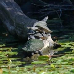 Unidentified Turtle at Ormiston, QLD - 9 Aug 2023 by TimL