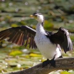 Microcarbo melanoleucos (Little Pied Cormorant) at Ormiston, QLD - 10 Aug 2023 by TimL