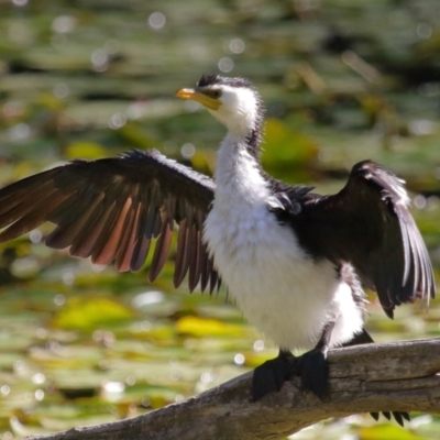 Microcarbo melanoleucos (Little Pied Cormorant) at Ormiston, QLD - 10 Aug 2023 by TimL