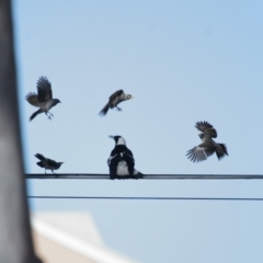 Gymnorhina tibicen (Australian Magpie) at Ormiston, QLD - 10 Aug 2023 by TimL