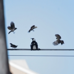 Gymnorhina tibicen (Australian Magpie) at Ormiston, QLD - 9 Aug 2023 by TimL