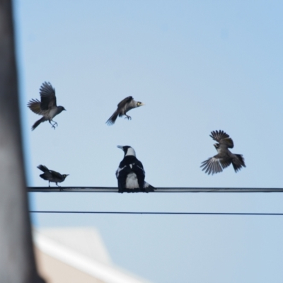 Gymnorhina tibicen (Australian Magpie) at Ormiston, QLD - 10 Aug 2023 by TimL
