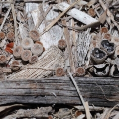 Cyathus sp. (A Bird's Nest Fungus) at Wellington Point, QLD - 10 Aug 2023 by TimL