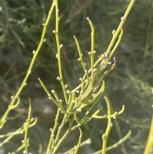 Omphacomeria acerba at Tinderry, NSW - 11 Aug 2023