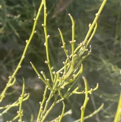 Omphacomeria acerba (Leafless Sour-bush) at Tinderry Nature Reserve - 11 Aug 2023 by JaneR