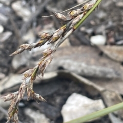 Lepidosperma laterale (Variable Sword Sedge) at Tinderry, NSW - 11 Aug 2023 by JaneR