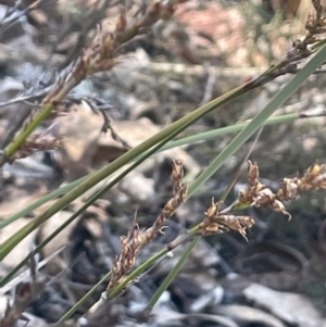 Lepidosperma laterale at Tinderry, NSW - 11 Aug 2023