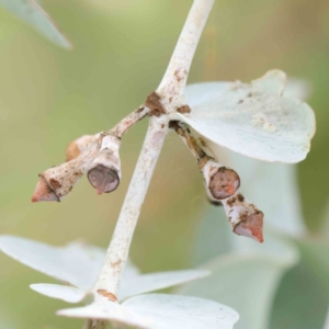 Eucalyptus cinerea subsp. cinerea at Turner, ACT - 8 Apr 2023 04:23 PM