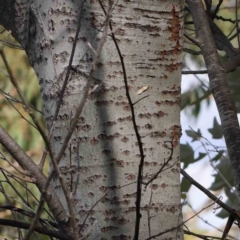 Populus alba (White Poplar) at Sullivans Creek, Turner - 8 Apr 2023 by ConBoekel