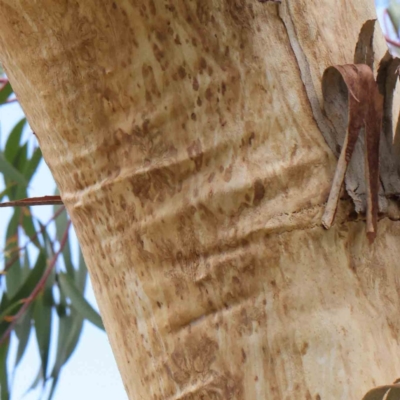 Eucalyptus pauciflora (A Snow Gum) at Sullivans Creek, Turner - 8 Apr 2023 by ConBoekel