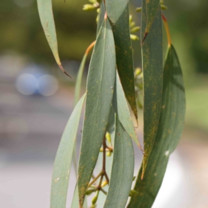 Eucalyptus pauciflora at Turner, ACT - 8 Apr 2023 02:43 PM