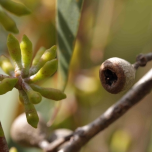 Eucalyptus pauciflora at Turner, ACT - 8 Apr 2023 02:43 PM