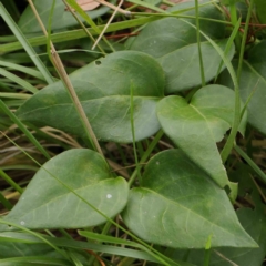 Vinca major (Blue Periwinkle) at Sullivans Creek, Turner - 8 Apr 2023 by ConBoekel