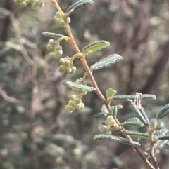 Pomaderris angustifolia (Pomaderris) at Tinderry, NSW - 11 Aug 2023 by JaneR