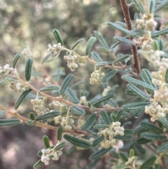 Pomaderris angustifolia at Tinderry, NSW - 11 Aug 2023