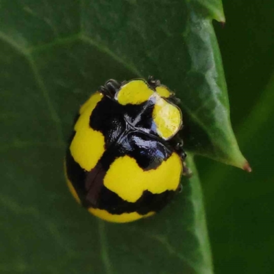 Illeis galbula (Fungus-eating Ladybird) at Turner, ACT - 8 Apr 2023 by ConBoekel