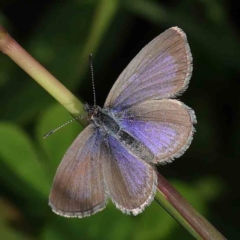 Zizina otis (Common Grass-Blue) at Turner, ACT - 8 Apr 2023 by ConBoekel