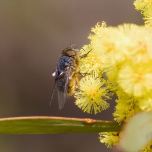 Calliphora stygia at Stromlo, ACT - 6 Aug 2023 01:16 PM