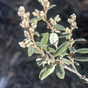 Pomaderris pallida at Tinderry, NSW - 11 Aug 2023