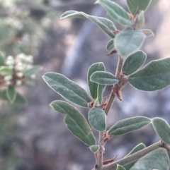 Pomaderris pallida at Tinderry, NSW - 11 Aug 2023