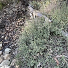 Pomaderris pallida at Tinderry, NSW - 11 Aug 2023