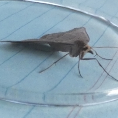 Antasia flavicapitata (Yellow-headed Heath Moth) at Borough, NSW - 7 Aug 2023 by Paul4K