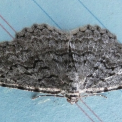 Didymoctenia exsuperata (Thick-lined Bark Moth) at Boro - 7 Aug 2023 by Paul4K