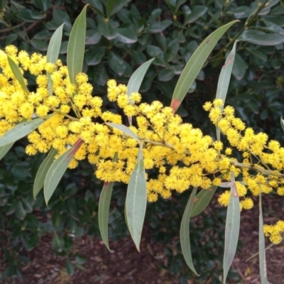 Acacia rubida (Red-stemmed Wattle, Red-leaved Wattle) at Conder, ACT - 11 Aug 2023 by member2022