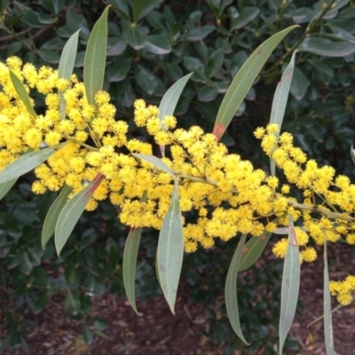 Acacia rubida (Red-stemmed Wattle, Red-leaved Wattle) at Conder, ACT - 12 Aug 2023 by vitt2022