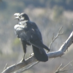Corvus coronoides (Australian Raven) at Boro - 8 Aug 2023 by Paul4K