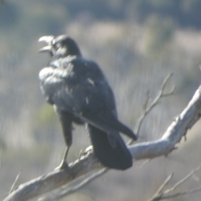 Corvus coronoides (Australian Raven) at Boro - 8 Aug 2023 by Paul4K