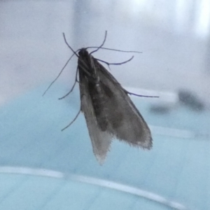 Trichoptera (order) at Borough, NSW - 9 Aug 2023