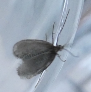 Trichoptera (order) at Borough, NSW - 9 Aug 2023