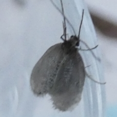 Trichoptera (order) at Borough, NSW - suppressed
