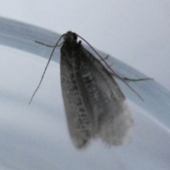 Trichoptera (order) at Borough, NSW - 9 Aug 2023