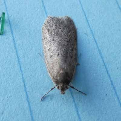 Chezala privatella (A Concealer moth) at Boro - 9 Aug 2023 by Paul4K