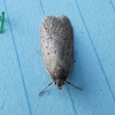 Chezala privatella (A Concealer moth) at QPRC LGA - 10 Aug 2023 by Paul4K