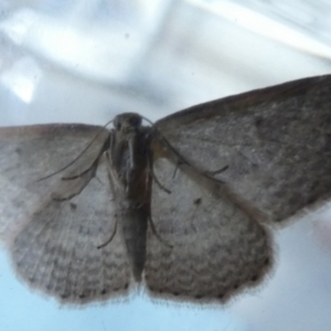 Epicyme rubropunctaria at Borough, NSW - 10 Aug 2023