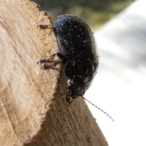 Paropsisterna sp. (genus) at Borough, NSW - 11 Aug 2023