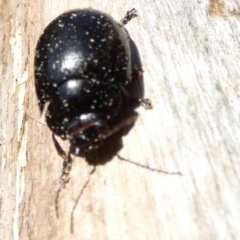 Paropsisterna sp. (genus) at Borough, NSW - 11 Aug 2023