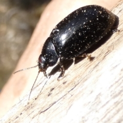 Paropsisterna sp. (genus) at Borough, NSW - 11 Aug 2023