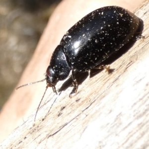 Paropsisterna sp. (genus) at Borough, NSW - 11 Aug 2023