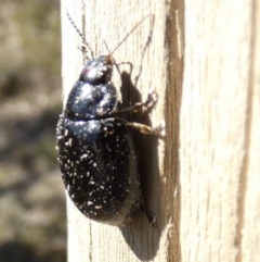 Paropsisterna sp. (genus) at Borough, NSW - 11 Aug 2023