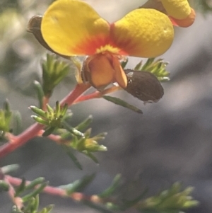 Dillwynia phylicoides at Tinderry, NSW - 11 Aug 2023