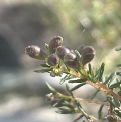 Dillwynia phylicoides at Tinderry, NSW - 11 Aug 2023